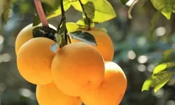 Loại quả "tốt nhất thế giới" chỉ có ở Nghệ An, trồng một lần thu hoạch nhiều năm, thành đặc sản nổi tiếng giá 350.000 đ/kg