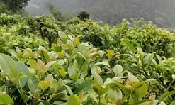 Cây dại mọc bờ rào nay thành đặc sản người thành phố ưa chuộng, trồng một lần thu hoạch nhiều năm, 70.000 đồng/kg