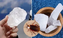Nguyên liệu đuổi gián giá rẻ, hiệu quả cực tốt, nhiều người chưa biết