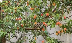 Loại quả "tốt nhất thế giới" chỉ có ở Lào Cai, là đặc sản nổi tiếng giá 90.000 đ/kg, trồng một lần thu hoạch nhiều năm