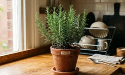 5 loại cây dễ trồng, giúp đuổi sạch muỗi khỏi nhà