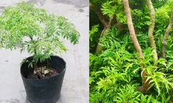 Vị trí trồng cây đinh lăng hút tài lộc, của cải vào nhà