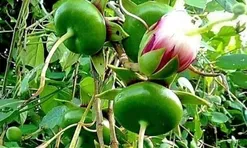 Loại quả xưa chín rụng đầy chỉ dành cho "người nghèo", nay thành đặc sản giá 140.000 đ/kg, trồng một lần thu hoạch nhiều năm
