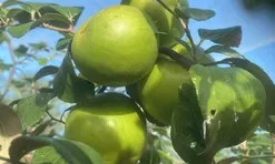 Loại quả lọt top tốt trên thế giới chỉ có ở Khánh Hòa, là đặc sản nổi tiếng giá 90.000 đ/kg, trồng một lần thu hoạch nhiều năm