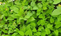 Cây dại mọc bờ rào nay thành đặc sản nổi tiếng, giá 50.000 đ/kg được người thành phố ưa chuộng, trồng 35 ngày cho thu hoạch