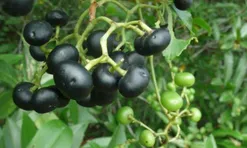 Loại quả mọc bờ rào xưa chín rụng chỉ dành cho "người nghèo", nay thành đặc sản giá 65.000 đ/kg, trồng một lần thu hoạch nhiều năm