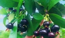 Loại quả lọt top tốt trên thế giới có ở Khánh Hòa, là đặc sản nổi tiếng giá 200.000 đ/kg, trồng một lần thu hoạch nhiều năm