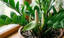 Cách trồng để cây kim tiền ra hoa