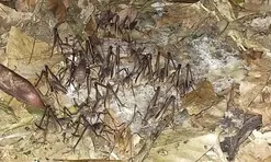 Đặc sản "hiếm có khó tìm" ở Lạng Sơn, mỗi năm xuất hiện một lần, dân bắt về bán 400.000 đ/kg được ưa chuộng ở thành phố