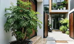 Tại sao nên trồng cây đinh lăng ở cổng nhà? Có 4 lý do đặc biệt