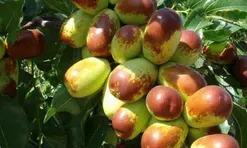 Loại quả xưa không ai ngó ngàng nay thành đặc sản nổi tiếng, trồng một lần thu hoạch nhiều năm, 200.000 đ/kg