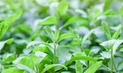 Cây mọc bờ rào thành đặc sản nổi tiếng khắp nơi, giá 60.000 đ/kg được ưa chuộng, trồng một lần hái bán quanh năm