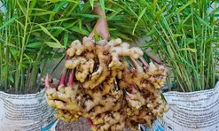 Mẹo trồng gừng củ to, đẻ nhiều nhánh