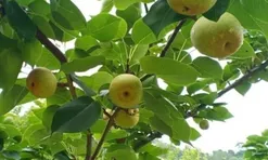 Loại quả lọt top tốt trên thế giới chỉ có ở Lào Cai, là đặc sản nổi tiếng giá 65.000 đ/kg, trồng một lần thu hoạch nhiều năm