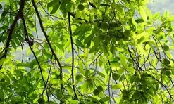 Loại quả xưa chín rụng đầy nay thành đặc sản giá 100.000 đ/kg, trồng một lần thu hoạch nhiều năm, người thành phố thích mê