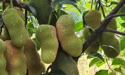 Loại quả xưa ít người biết đến, nay thành đặc sản nổi tiếng khắp nơi giá 80.000 đ/kg, trồng một lần thu hái nhiều năm