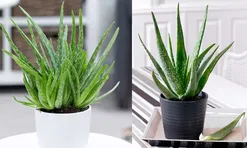 Mẹo trồng nha đam (lô hội) trong đất và thủy sinh, cho lá to, mập