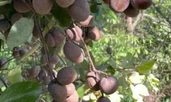 Loại quả xưa chín rụng đầy nay thành đặc sản giá 70.000 đ/kg, trồng một lần thu hoạch nhiều năm, người thành phố thích mê