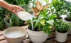 Có phải mọi loại cây đều thích được tưới nước vo gạo?