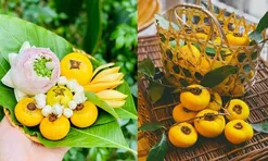 Tại sao quả thị ăn được nhưng người ta chỉ để ngửi chứ không ăn?