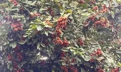 Loại quả xưa chín rụng đầy nay thành đặc sản giá 60.000 đ/kg, trồng một lần thu hoạch nhiều năm, du khách săn lùng