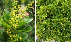 Có nên trồng cây ngâu trước nhà?