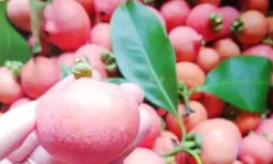 Loại quả xưa chín rụng đầy nay thành đặc sản giá 65.000 đ/kg, trồng một lần thu hoạch nhiều năm, người thành phố thích mê