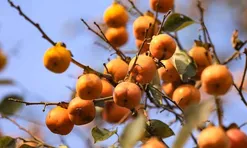 Loại quả mọc bờ rào xưa chín rụng đầy gốc, nay thành đặc sản được ưa chuộng giá 55.000 đ/kg, trồng một lần thu hoạch nhiều năm