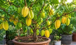Trồng cây khế trong chậu: Mẹo hay để cây nhanh có quả,  quả chín vàng trĩu cành, không bị rụng sớm