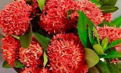 Có nên trồng cây Mẫu Đơn trước nhà không?