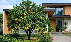 Cách bón phân giúp cây bưởi cho quả to, căng tròn, ngọt lịm