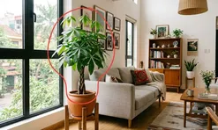 Ai nên trồng cây Ngũ Gia Bì?
