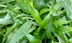 Cây dại mọc ở bờ mương nay thành đặc sản nổi tiếng, trồng 30 ngày cho thu hoạch, giá 55.000 đ/kg người thành phố ưa chuộng