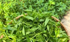 Cây dại mọc bờ rào nay thành đặc sản nổi tiếng, trồng 45 ngày cho thu hoạch, giá 60.000 đồng/kg được ưa chuộng ở thành phố