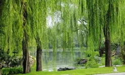 3 loại cây trồng trước nhà: Cây càng xanh người càng suy