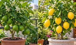 Trồng cây chanh trong chậu phong thủy: Nên chọn chanh xanh thường hay chanh vàng để hút lộc?