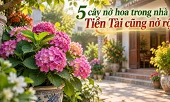 5 cây nở hoa trong nhà Tiền Tài cũng nở rộ