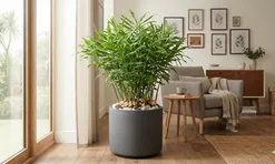 Cách trồng gừng theo Mệnh hút tài lộc