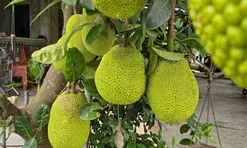 Món xưa "nhà nghèo" ăn đến chán ngán, nay thành đặc sản nổi tiếng khắp nơi giá 50.000 đ/kg, người thành phố ưa chuộng