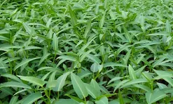 Loại rau lớn nhanh như thổi, giàu dưỡng chất, trồng một lần thu hoạch nhiều đợt giúp nông dân đổi đời