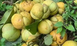 Loại quả xưa chín rụng đầy gốc nay thành đặc sản 120.000 đ/kg, trồng một lần thu hoạch nhiều năm, du khách thích thú
