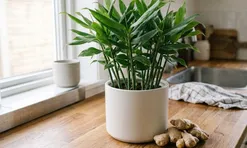 Trong nhà nên cho 1 chậu gừng: 4 lợi ích nhiều người chưa biết