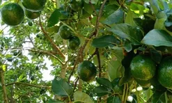 Loại quả tốt trên thế giới, Việt Nam trồng bạt ngàn thu hoạch nhiều năm, đang vào mùa giá 65.000 đ/kg