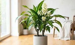 2 hướng tốt nhất trồng cây thiết mộc lan giúp hút tài lộc vào nhà