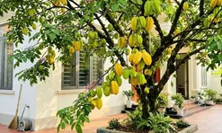 Có 1 tin vui đặc biệt cho những nhà đang trồng khế, nhất là cây đã trồng lâu năm