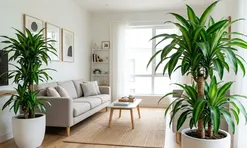 Vị trí tốt nhất để đặt cây thiết lan trong nhà là ở đâu?