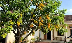 4 vị trí trồng cây khế hút tài lộc vào nhà