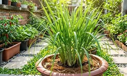 Vì sao ngày càng nhiều gia đình chọn trồng sả trong nhà?