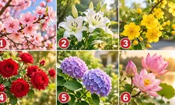 Chọn 1 cành hoa bạn ấn tượng nhất, điều mới mẻ nào sắp mở ra trong cuộc sống?