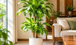 Tuổi con giáp phù hợp khi trồng cây cảnh thiết mộc lan